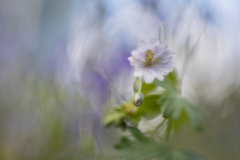 vårblomster