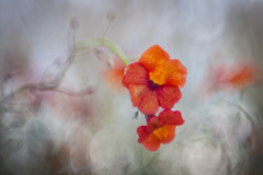 Höstblomster