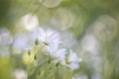 Vårblomster