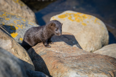 Mink