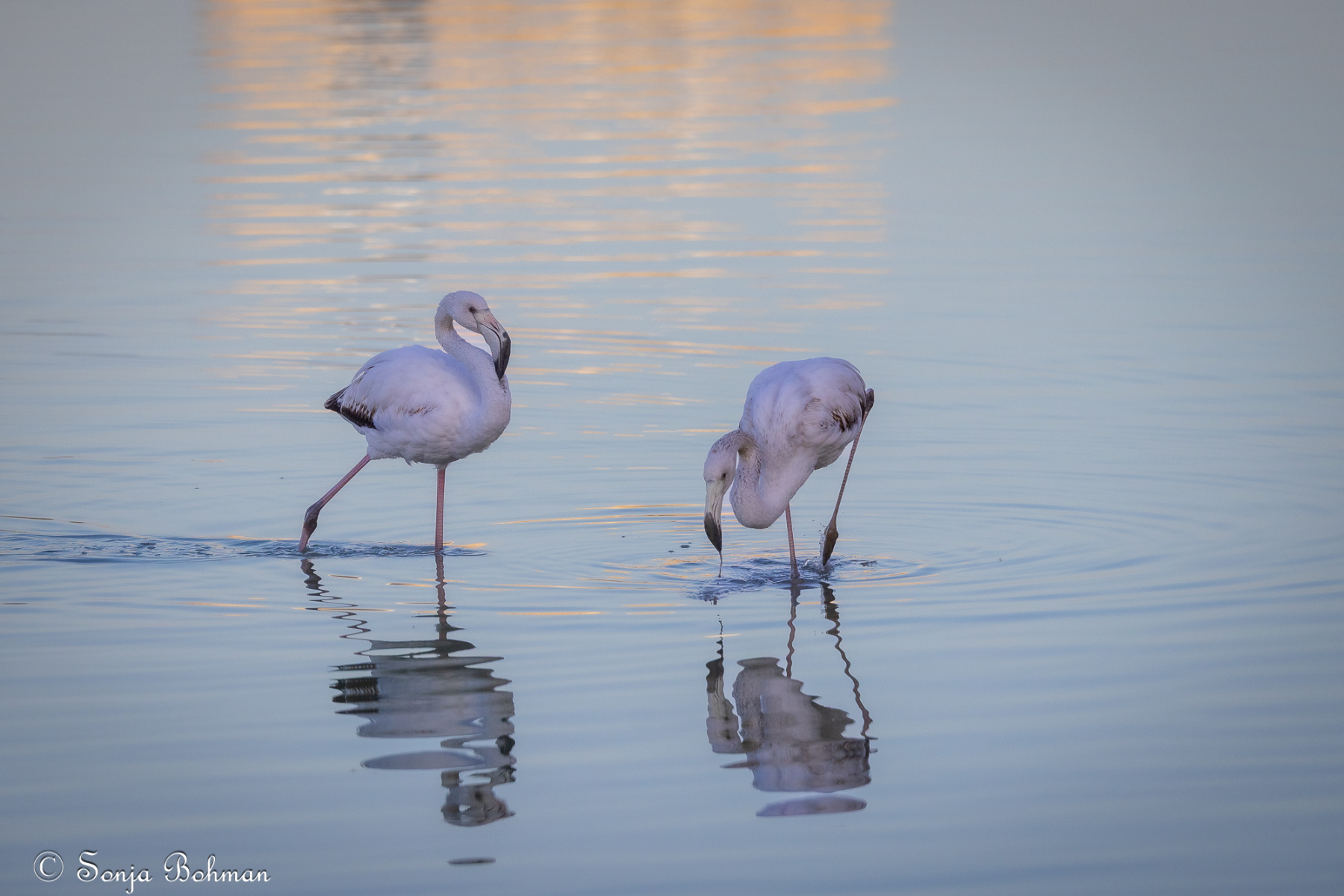 Rosa Flamingo