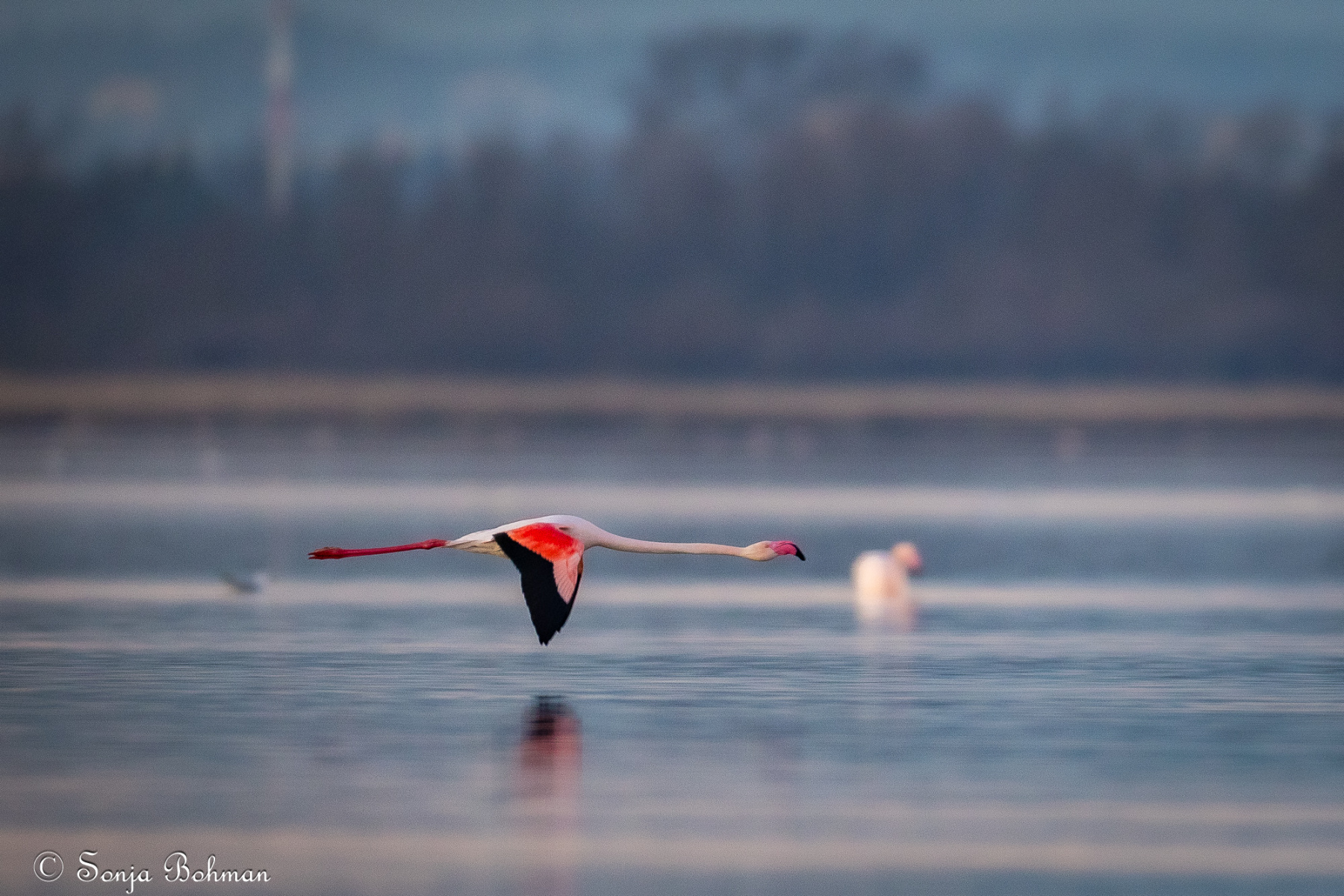 Rosa Flamingo