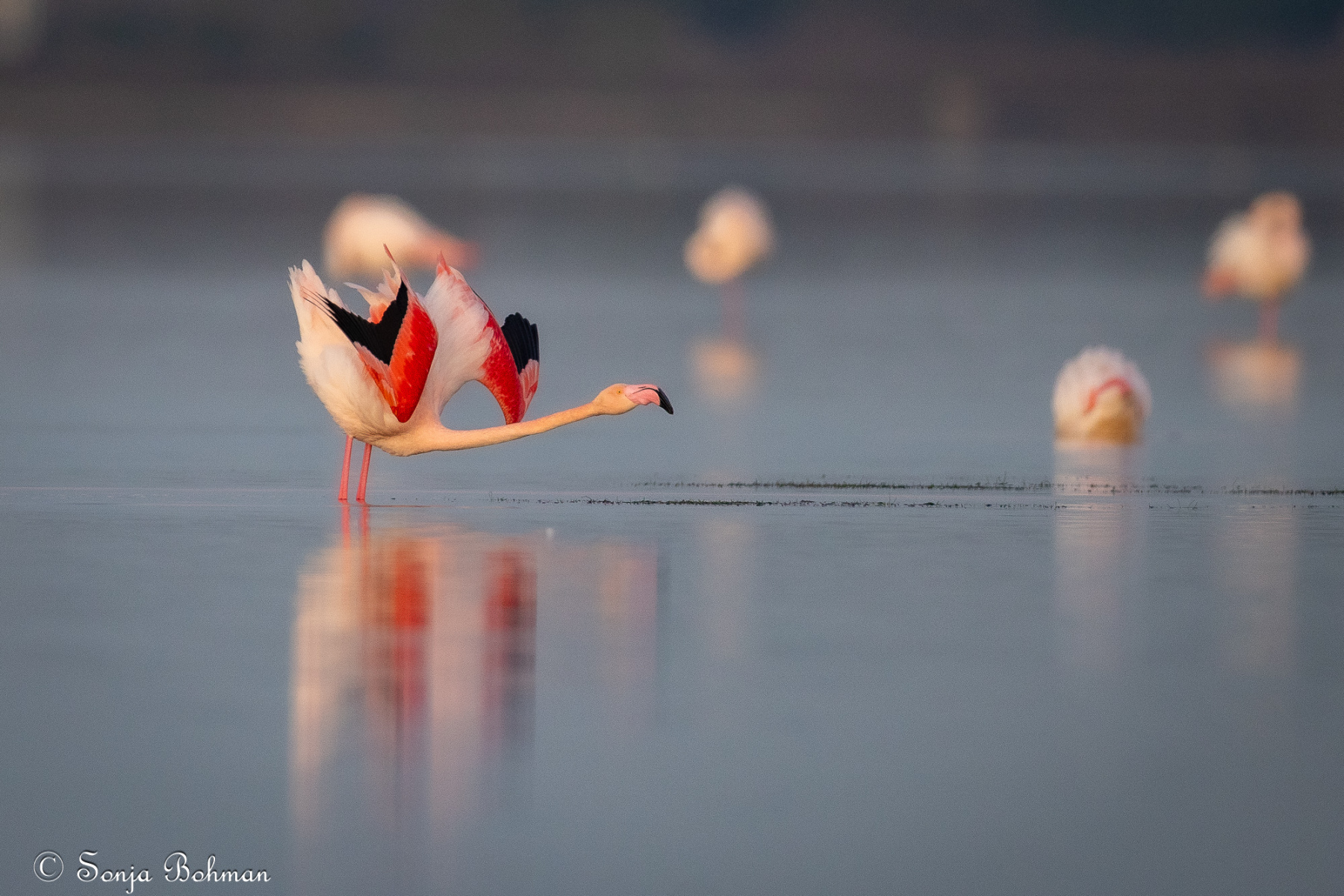 Rosa Flamingo