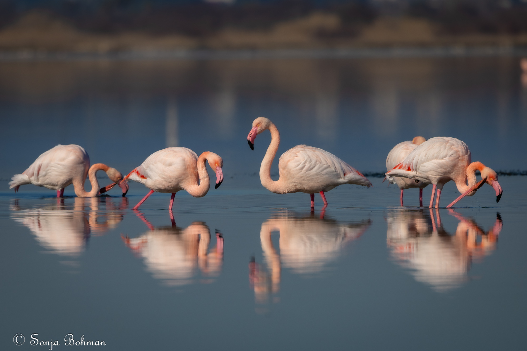 Rosa Flamingo