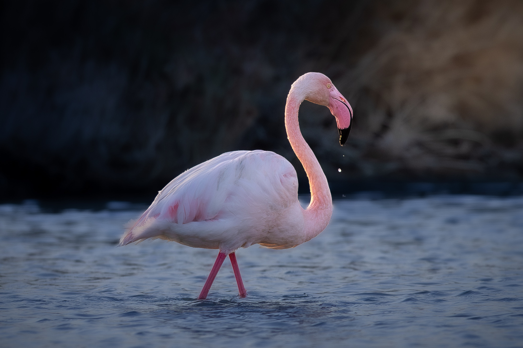 Rosa Flamingo