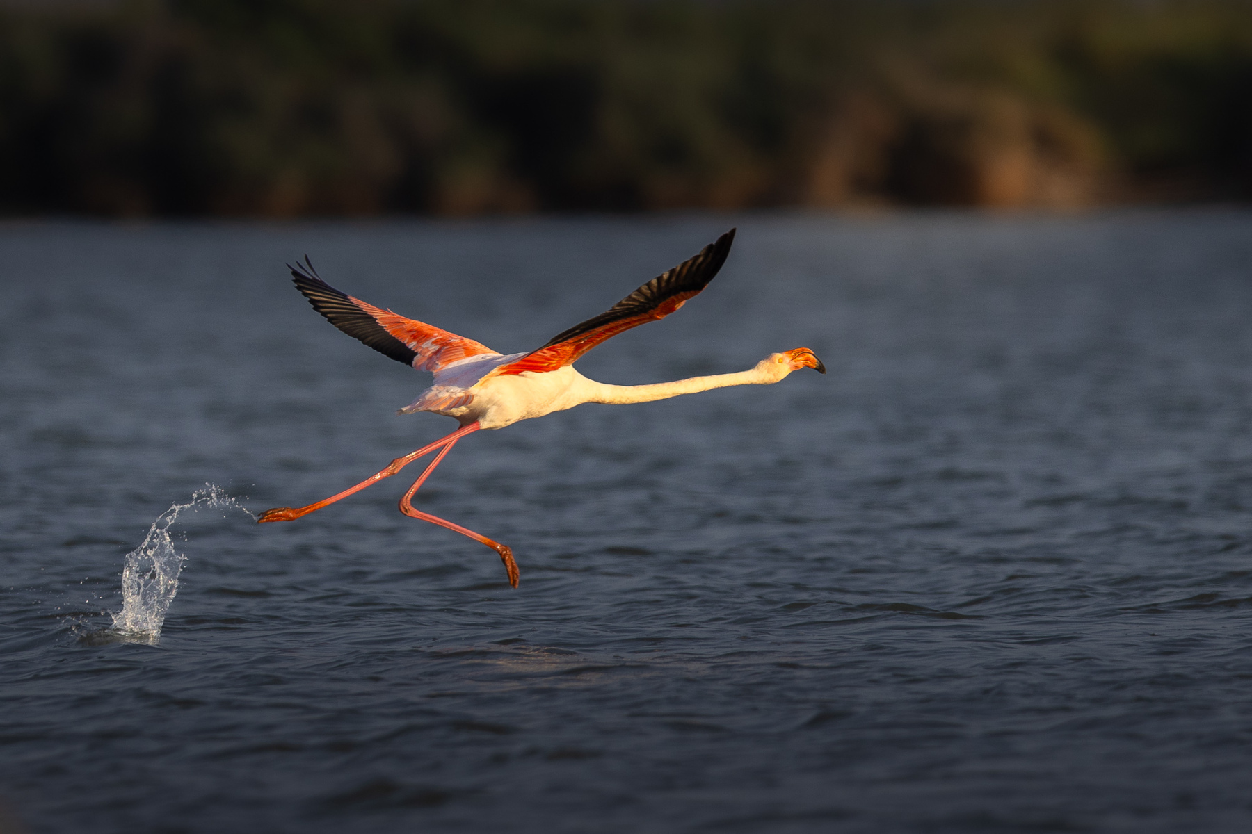 Rosa Flamingo
