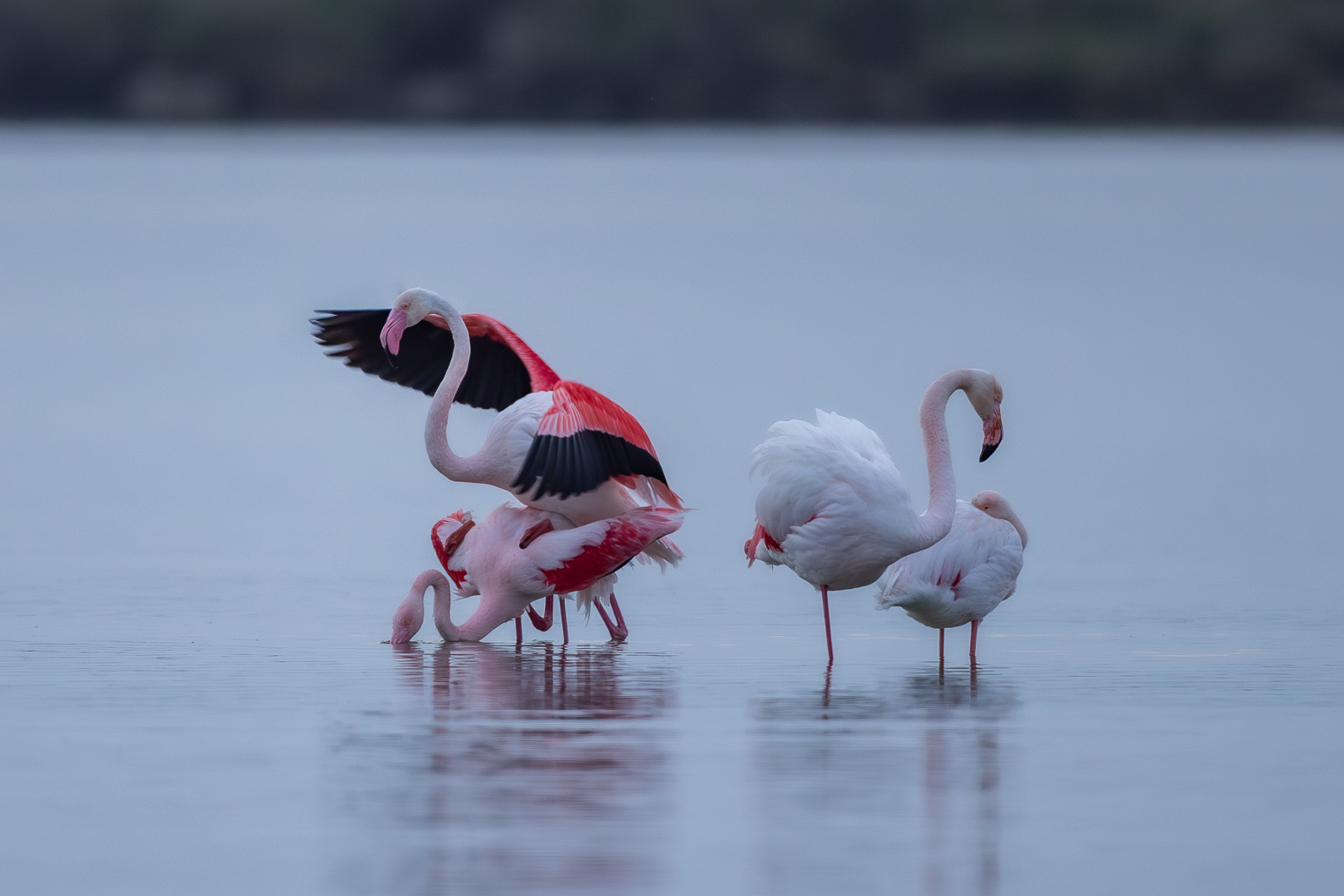 Rosa Flamingo