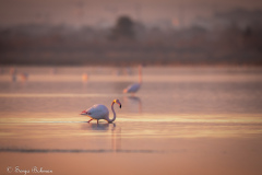 Rosa Flamingo