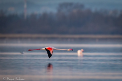 Flamingo_2025-1311