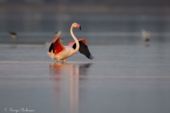 Rosa Flamingo