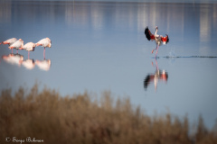 Rosa Flamingo