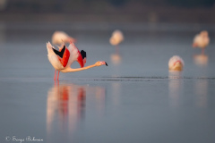 Rosa Flamingo