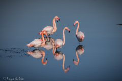 Rosa Flamingo