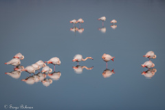 Flamingo_2025-2