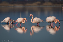 Rosa Flamingo