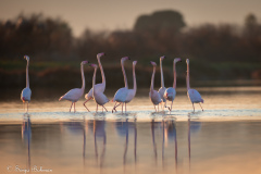 Rosa Flamingo