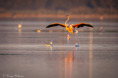 Rosa Flamingo