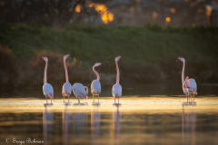 Rosa Flamingo