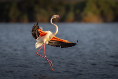 Rosa Flamingo