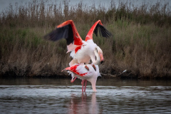 Rosa Flamingo