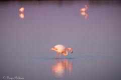 Rosa Flamingo