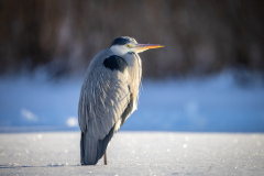 Gråhäger