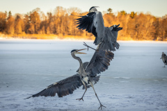Gråhäger