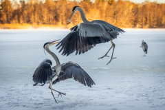 Gråhäger
