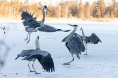 Gråhäger