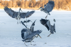 Gråhäger