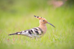 Härfågel i Falesia