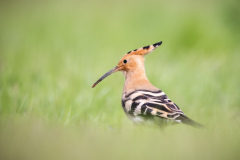 Härfågel i Falesia