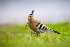 Härfågel i Falesia