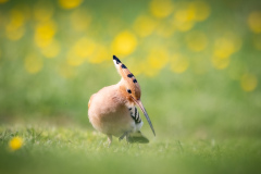 Härfågel i Falesia