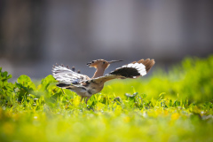 Härfågel i Falesia