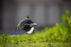 Härfågel i Falesia