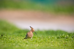 Härfågel i Falesia