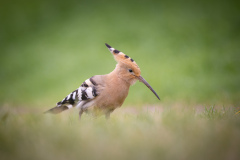 Härfågel i Falesia