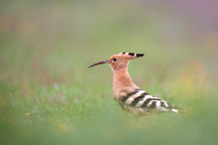 Härfågel i Falesia