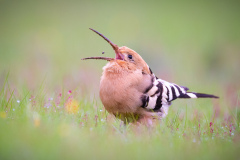 Härfågel i Falesia