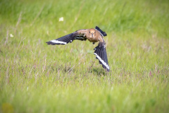 Härfågel i Falesia