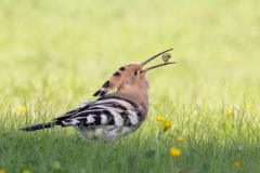 Härfågel i Falesia