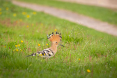 Härfågel i Falesia