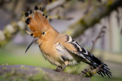 Härfågel i Falesia