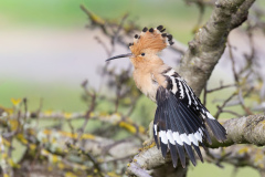 Härfågel i Falesia