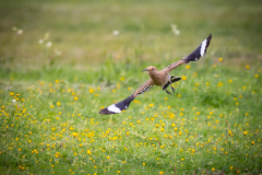 Härfågel i Falesia