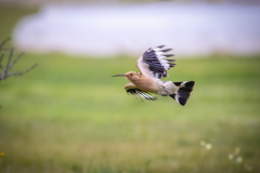 Härfågel i Falesia