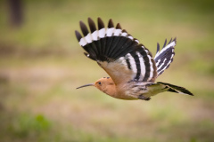 Härfågel i Falesia