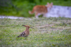 Härfågel i Falesia
