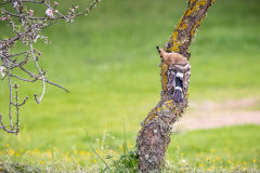 Härfågel i Falesia